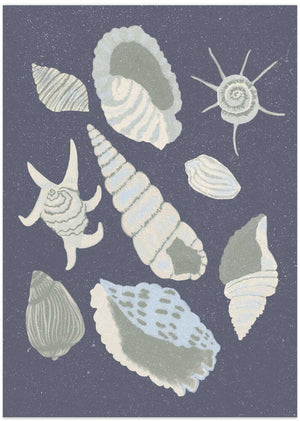 Seashells Collection