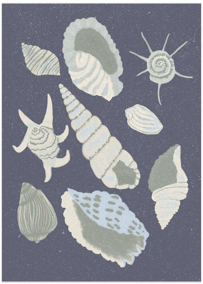Seashells Collection