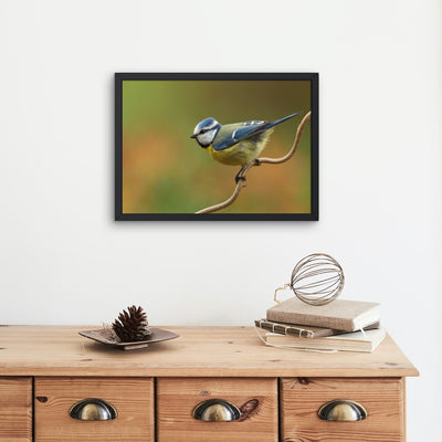 Little blue tit in spring