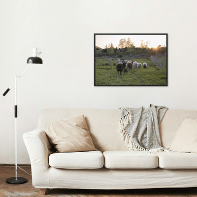 Villsauflokk med lam