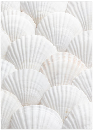 Shells_3