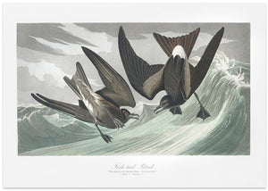 Fork Tailed Petrel From Birds of America (1827)
