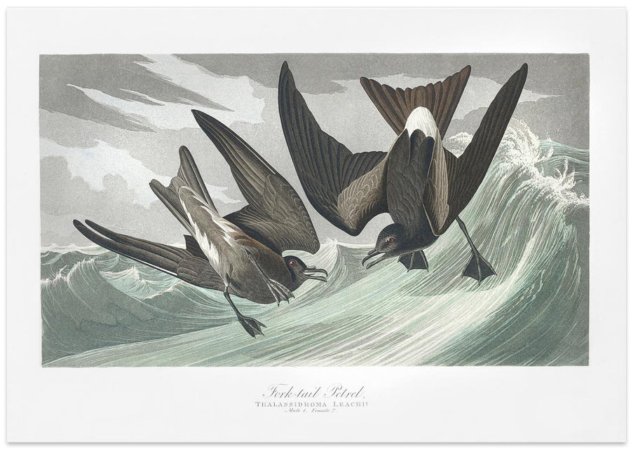 Fork Tailed Petrel From Birds of America (1827)
