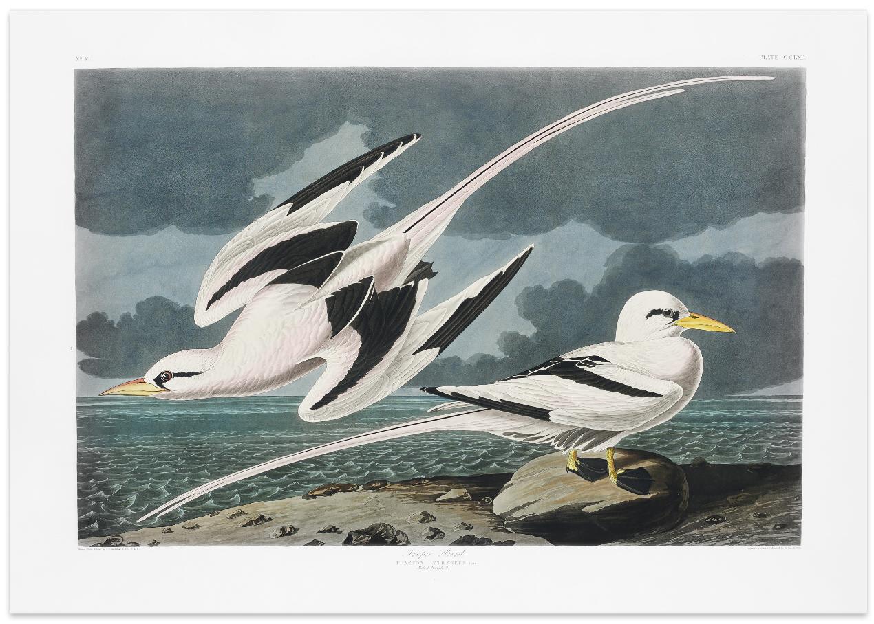 Tropic Bird From Birds of America (1827)