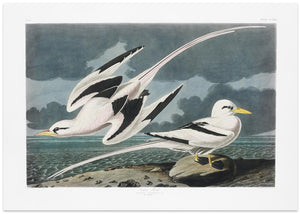 Tropic Bird From Birds of America (1827)