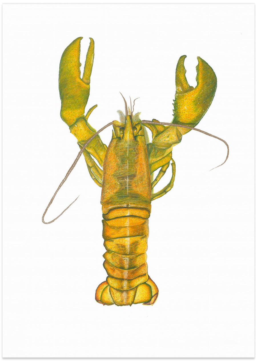 Lobster