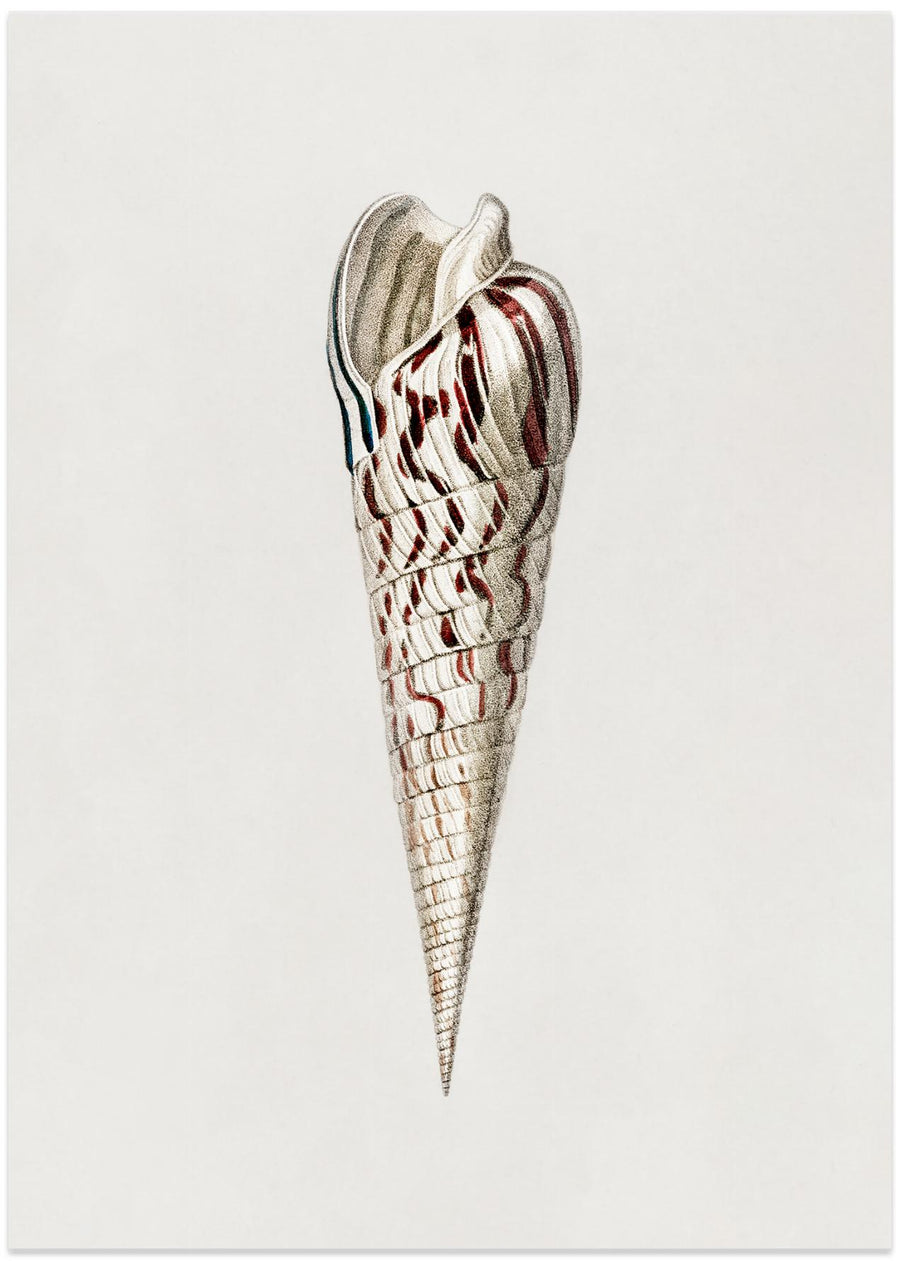 Mollusk Crop III