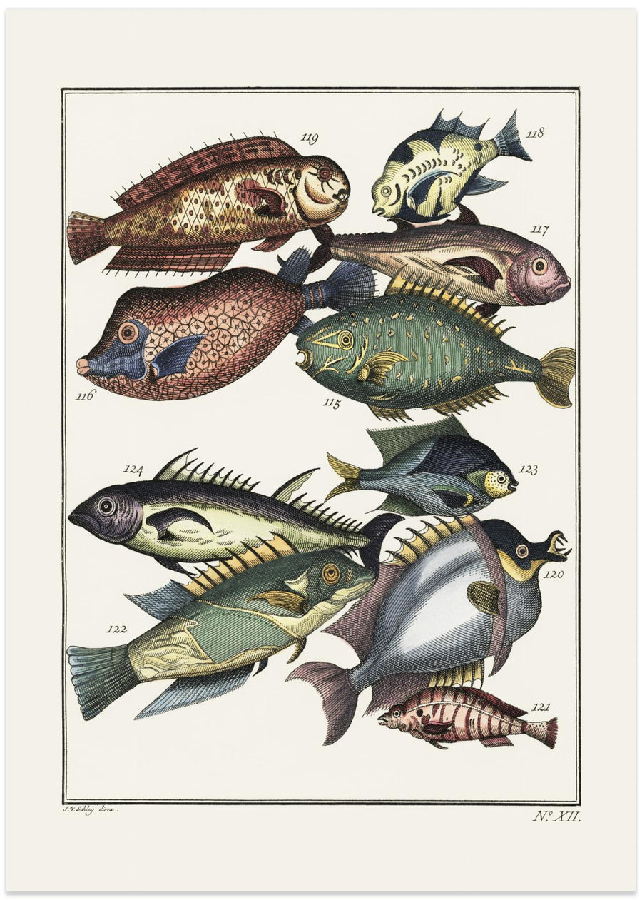 Exotic Fish (1767) By JV Schley