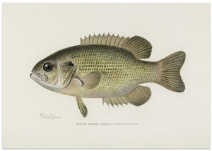 Rock Bass (ambloplites Rupestris) By Sherman F. Denton (1856 1937)