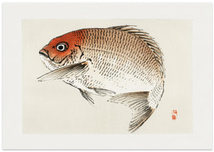 Tai (red Seabream) Fish