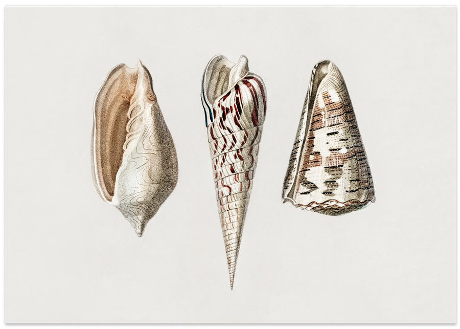 Three Mollusks Crop
