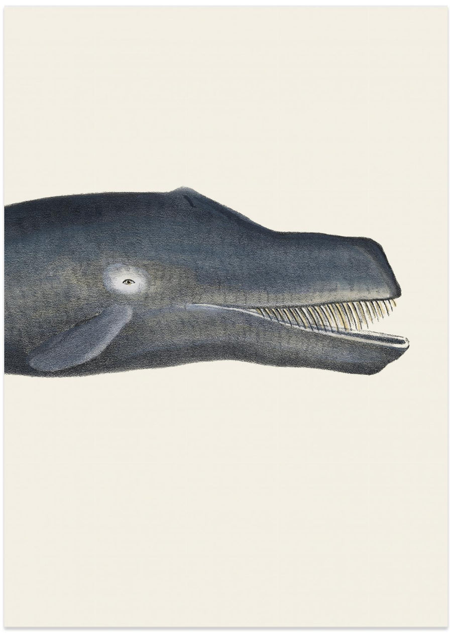 Whale In Tight Crop Handcolored Sealife Lithograph 1824