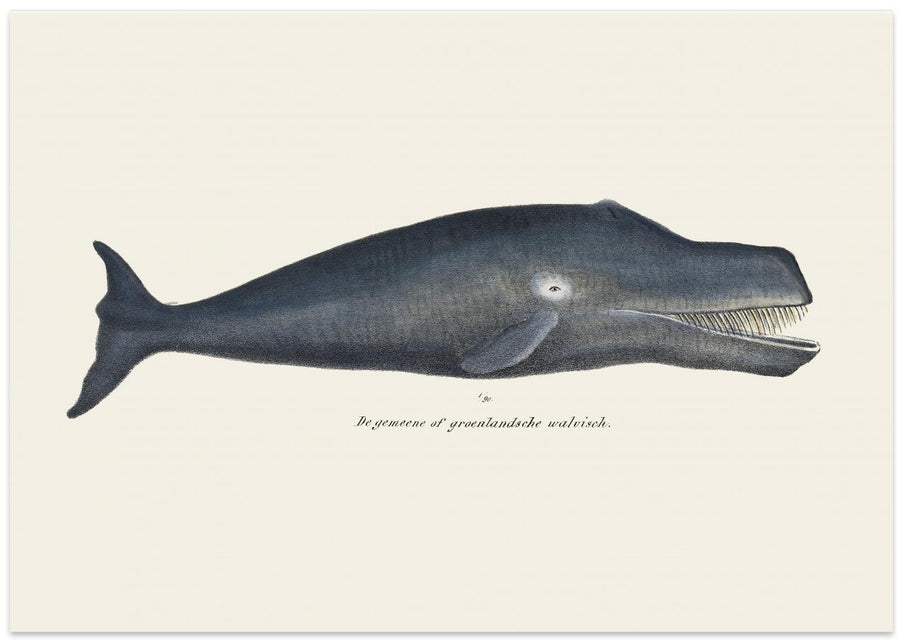 Whale In Antique Handcolored Sealife Lithograph 1824