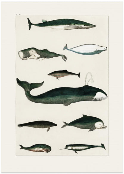 Vintage Whale Poster