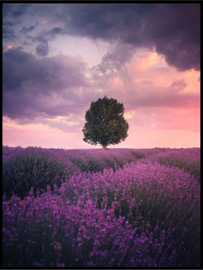 Lavender Fields, Isparta