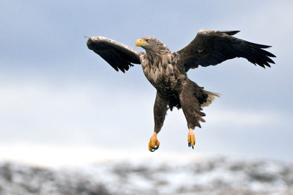 Klar til landing – Plakat