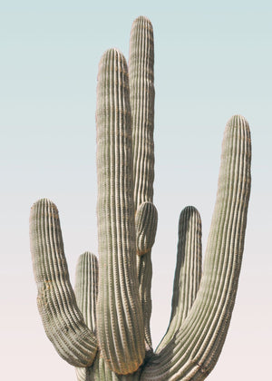 Saguaro