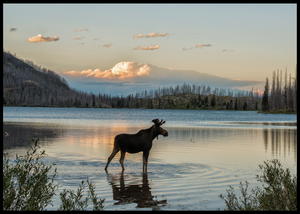 Elg i sjøen - Plakat