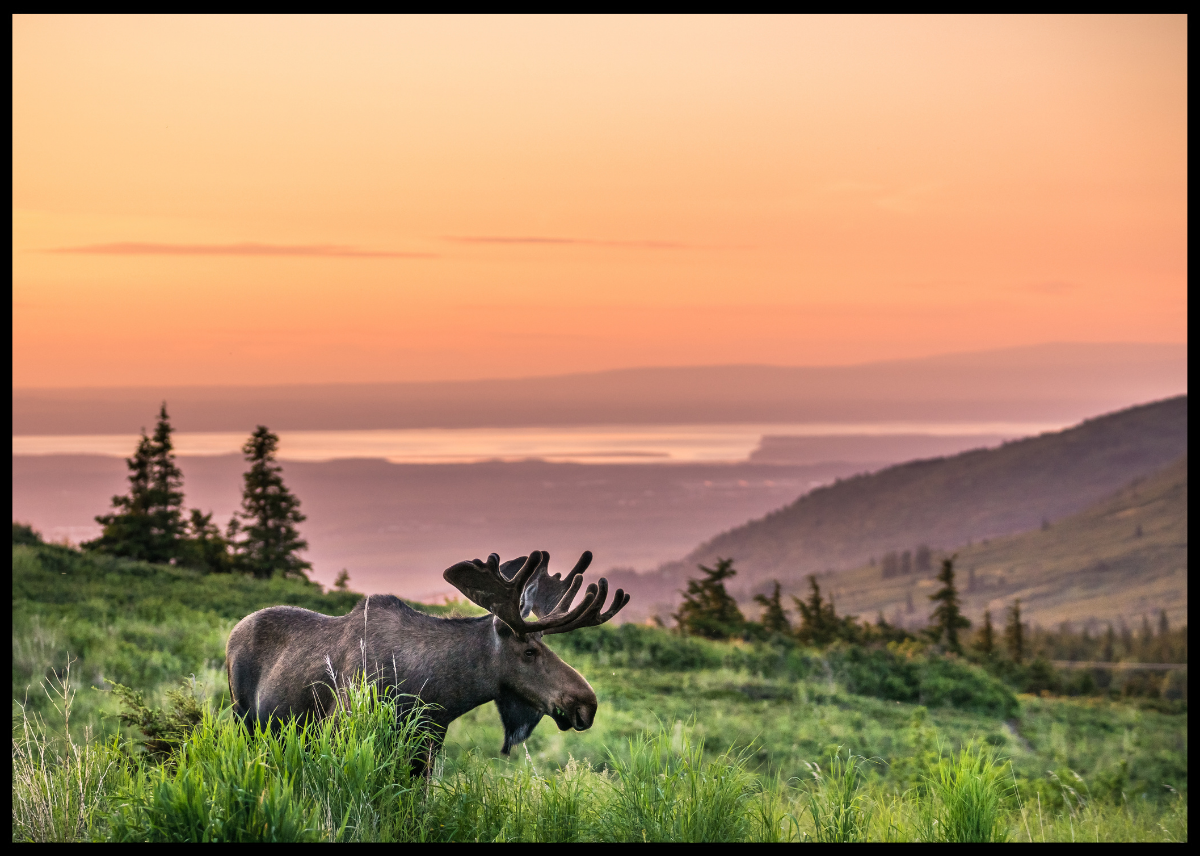 Elg i solnedgang - Plakat