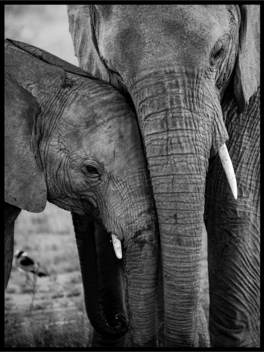 Elephant And Baby Poster