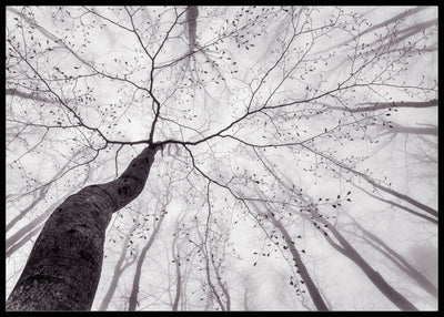A view of the tree crown poster - Plakatbar.no