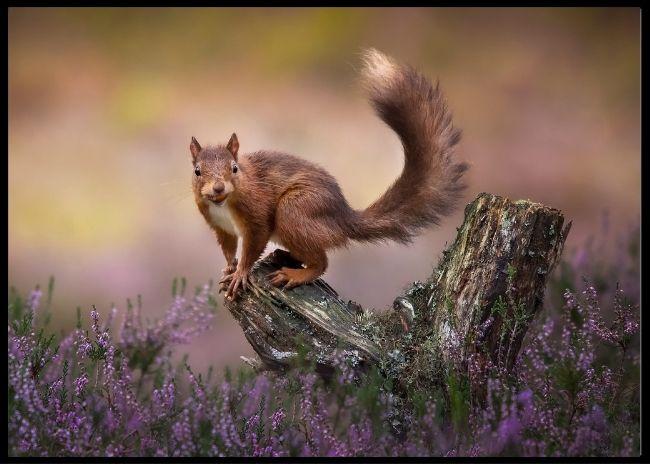 Above the heathers poster - Plakatbar.no