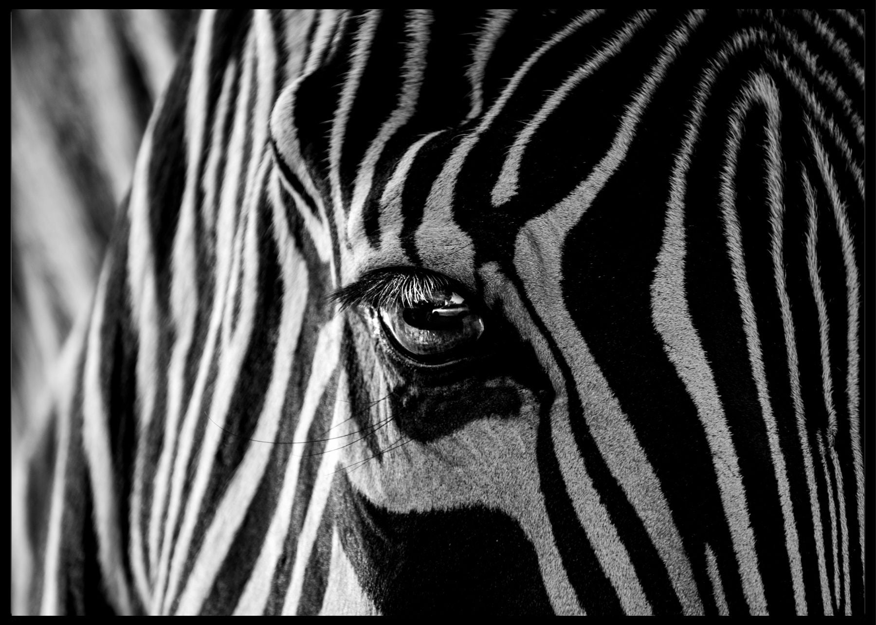 Abstract zebra poster - Plakatbar.no