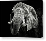 African Elephant - kvadratisk lerret - Plakatbar.no