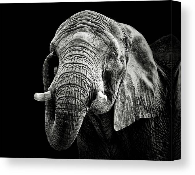 African Elephant - kvadratisk lerret - Plakatbar.no