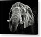 African Elephant - kvadratisk lerret - Plakatbar.no