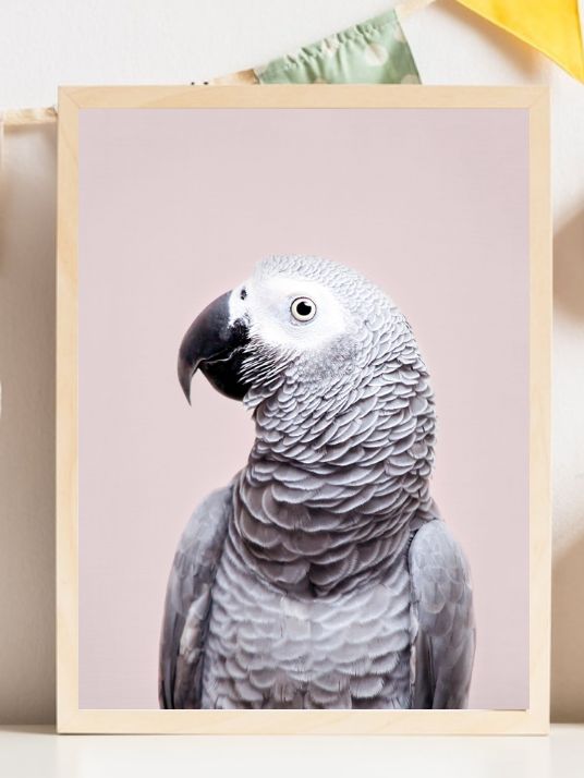 African Grey