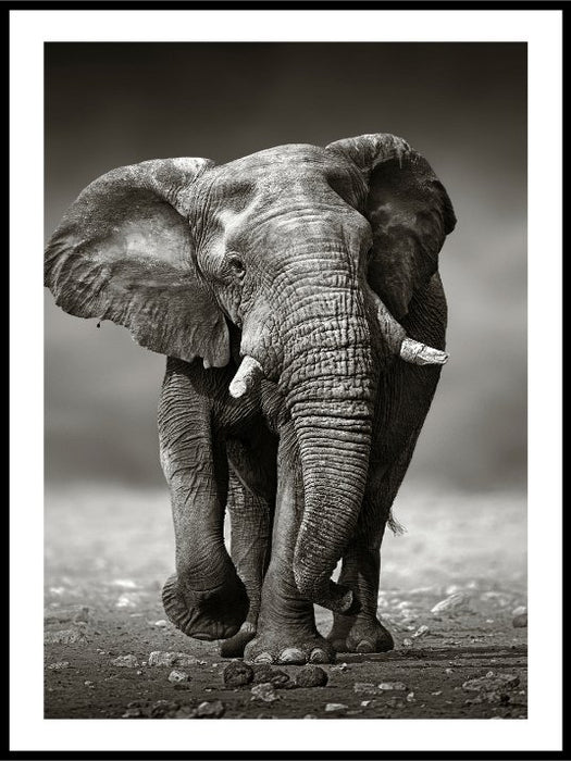 Afrikansk elefant i Etosha National Park (Namibia) - Plakat - Plakatbar.no