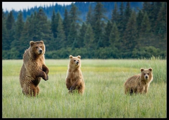 Alert poster - Plakatbar.no