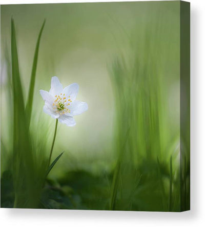 Alone på kvadratisk lerret - Plakatbar.no