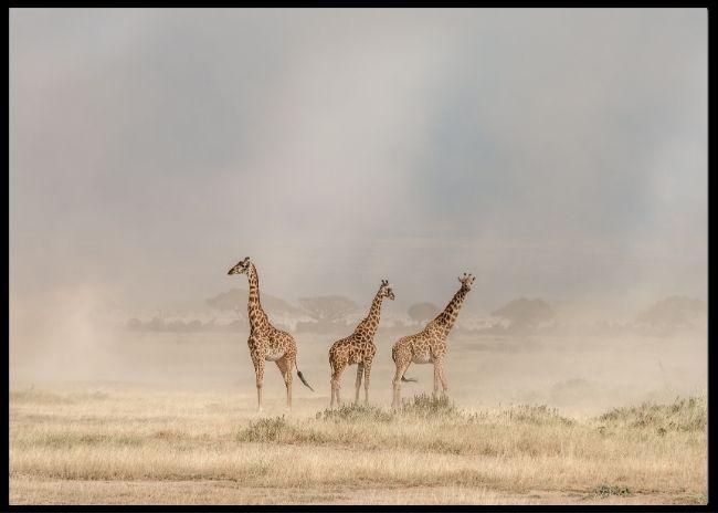 Amoboseli dust devils poster