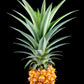 Ananas - sort bakgrunn plakat - Plakatbar.no