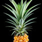 Ananas - sort bakgrunn plakat - Plakatbar.no