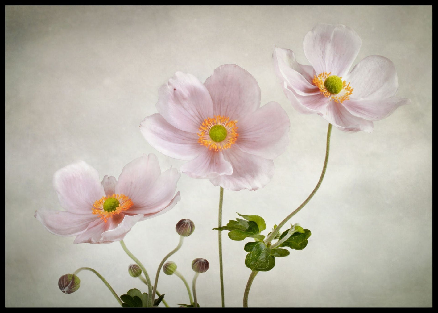 Anemones poster - Plakatbar.no