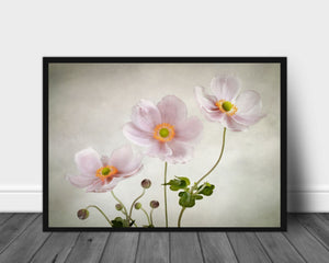 Anemones poster - Plakatbar.no