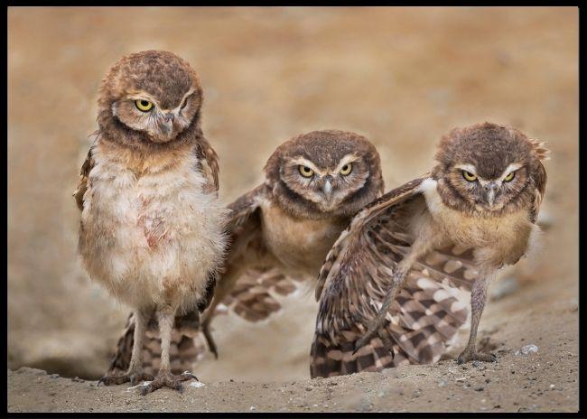 Angry babies poster - Plakatbar.no