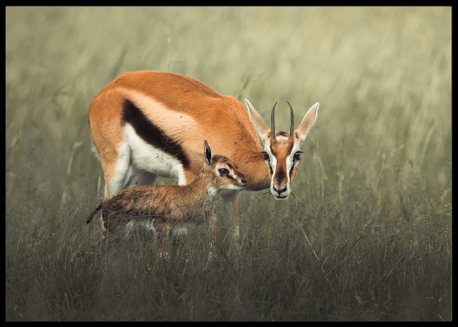 Antilope poster - Plakatbar.no