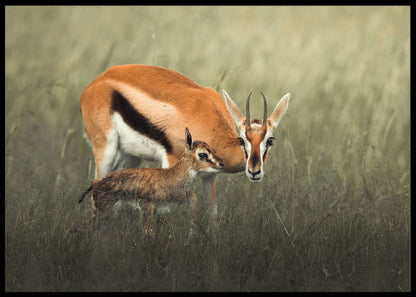 Antilope poster - Plakatbar.no