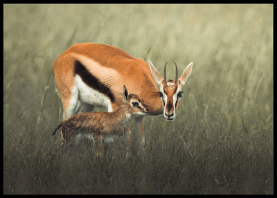 Antilope poster - Plakatbar.no