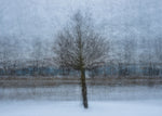 At the shore of the frozen river poster - Plakatbar.no