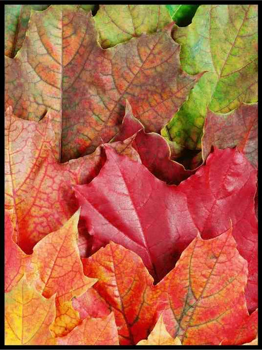 Autumn leaves - Botanisk Plakat - Plakatbar.no