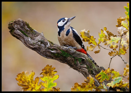 Autumn woodpecker- poster - Plakatbar.no