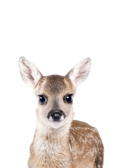 Baby Deer - Plakatbar.no
