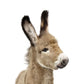 Baby Donkey - Plakatbar.no