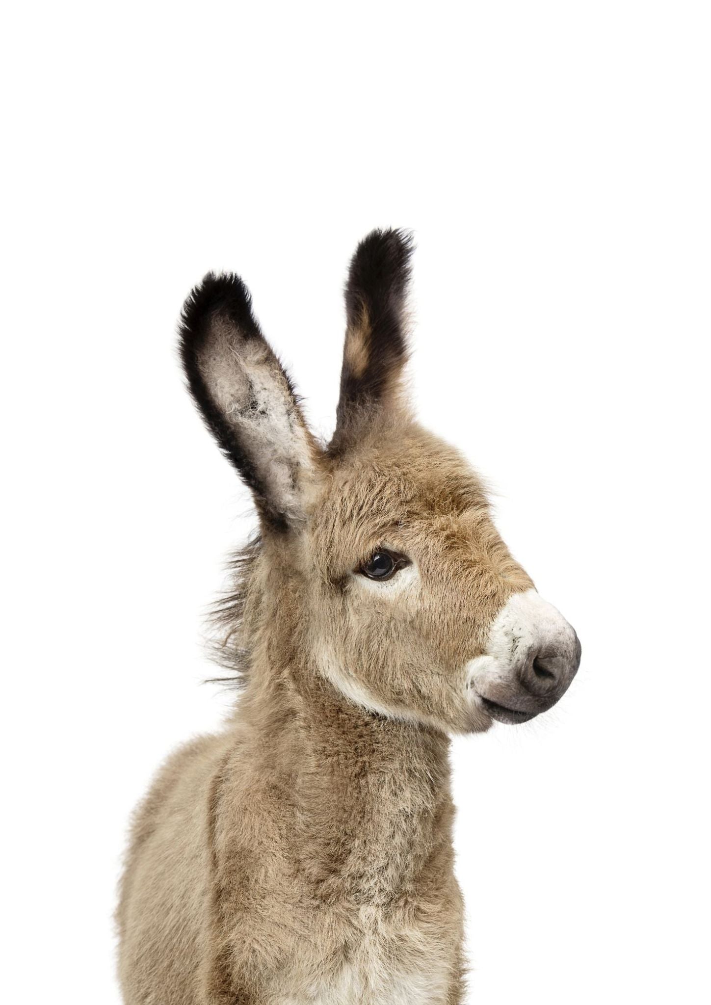 Baby Donkey - Plakatbar.no