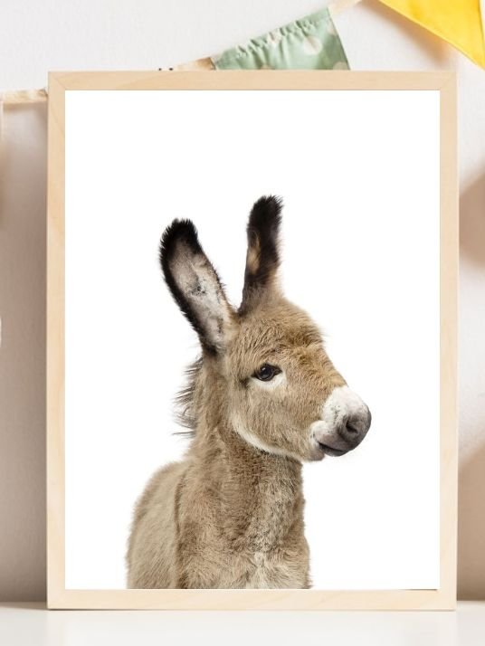 Baby Donkey - Plakatbar.no